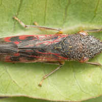 Glassy Winged Sharpshooter (Homalodisca vitripennis)