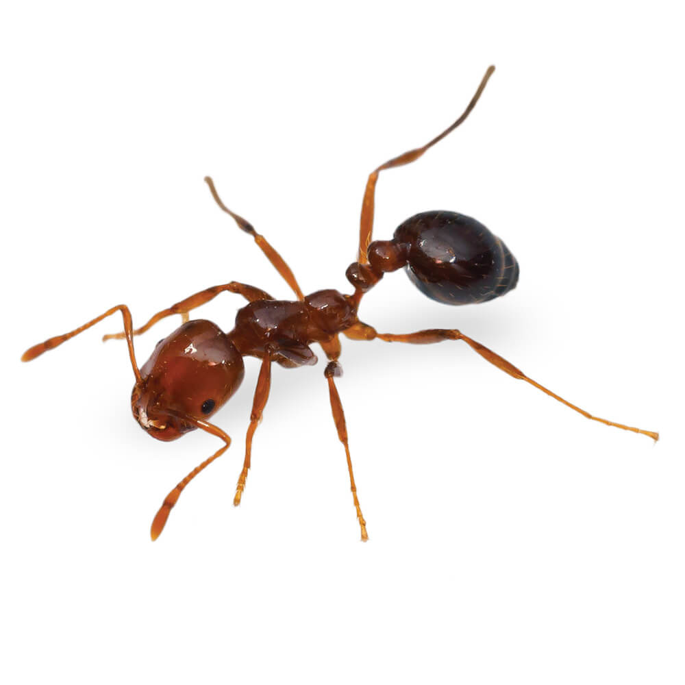 Red Imported Fire Ant: 1/8-1/4 inch long, red to brown in color with a black abdomen