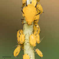 Oleander Aphids (Aphis nerii)