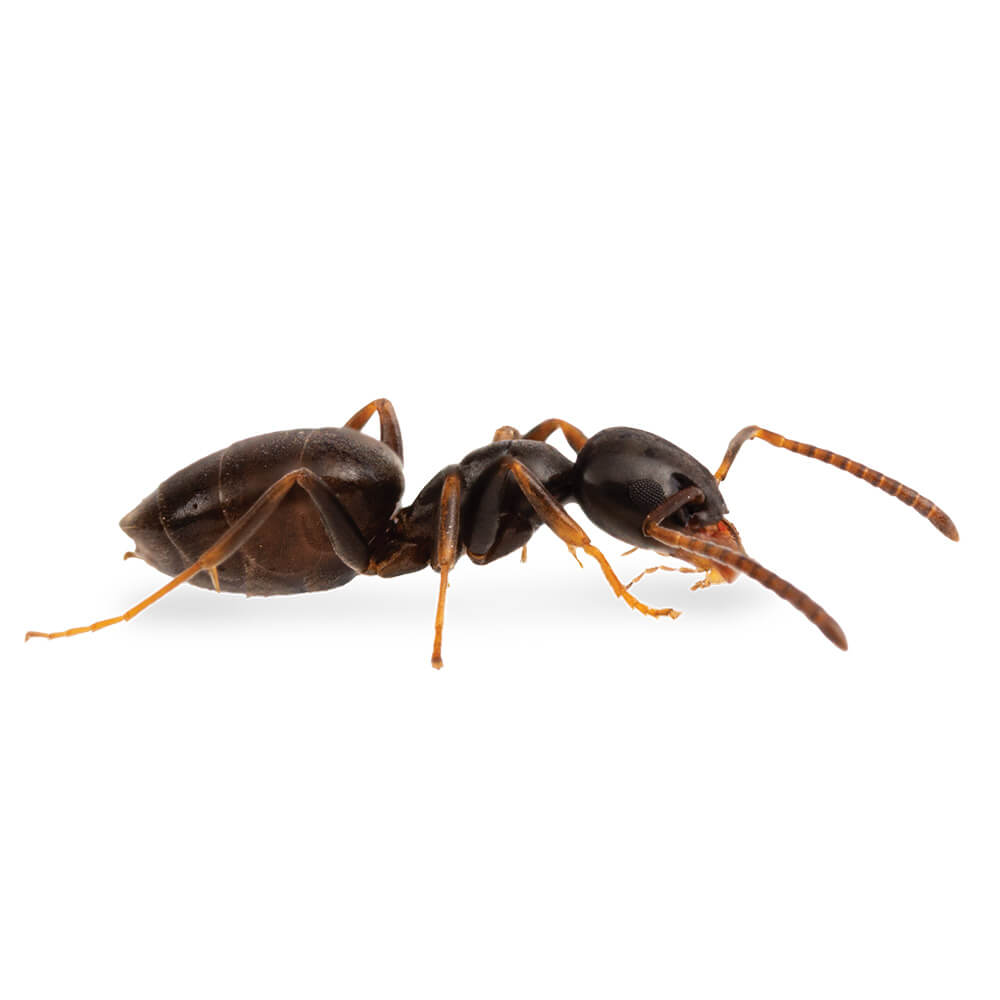 Odorous House Ant: 1/8 inch long, uniformly brown to black in color