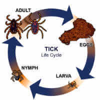 An illustration showing the four-part life cycle for ticks: egg, larva, nymph, and adult.