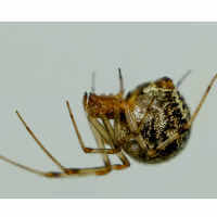 Marbled Cellar Spider (Holocnemus pluchei)