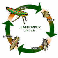 leaf hopper life cycle