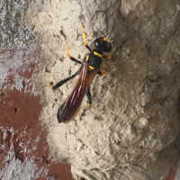 Mud dauber (Sceliphron caementarium)