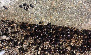 Darkling beetles in poultry facility