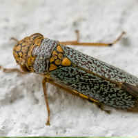 Broad headed sharpshooter (Oncometopia orbona)