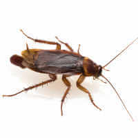 american Cockraoch female