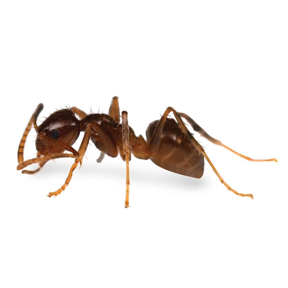 Tawny Crazy Ant: 1/8 inch long, reddish brown, thorax and abdomen are smooth and shiny