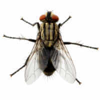 House fly (Musca domestica)