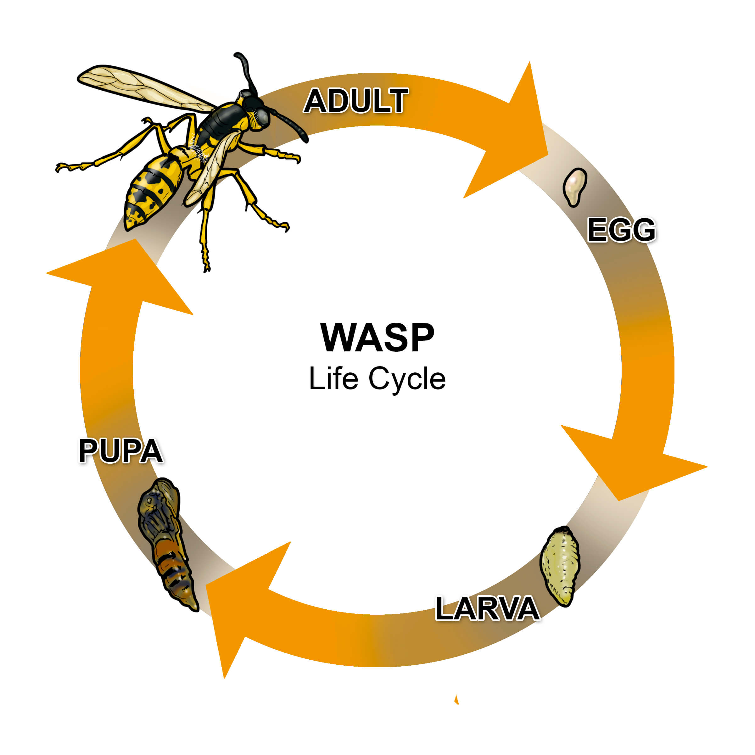 Wasp Life Cycle Graphic