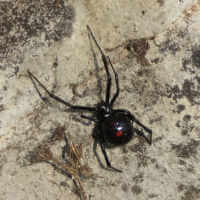 Northern Black Widow (Latrodectus variolus)