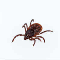 Brown Dog Tick Female (Rhipicephalus sanguineus)