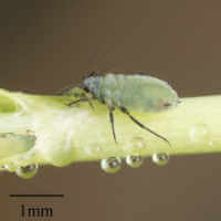 Corn Leaf Aphid (Rhopalosiphum maidis)