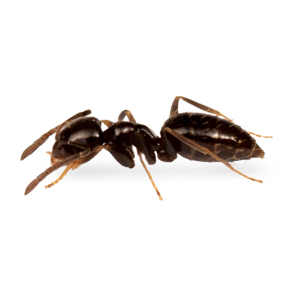 Rover Ant: 1/16 inch long, brown to dark brown in color; antennae, tarsi, and mandibles may appear paler