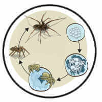 Spiders Life cycle