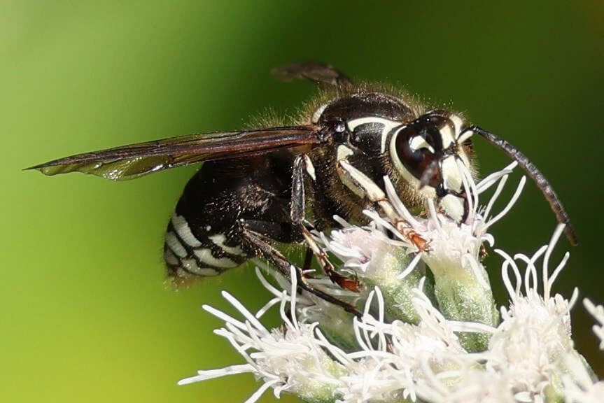 Bald Faced Hornet