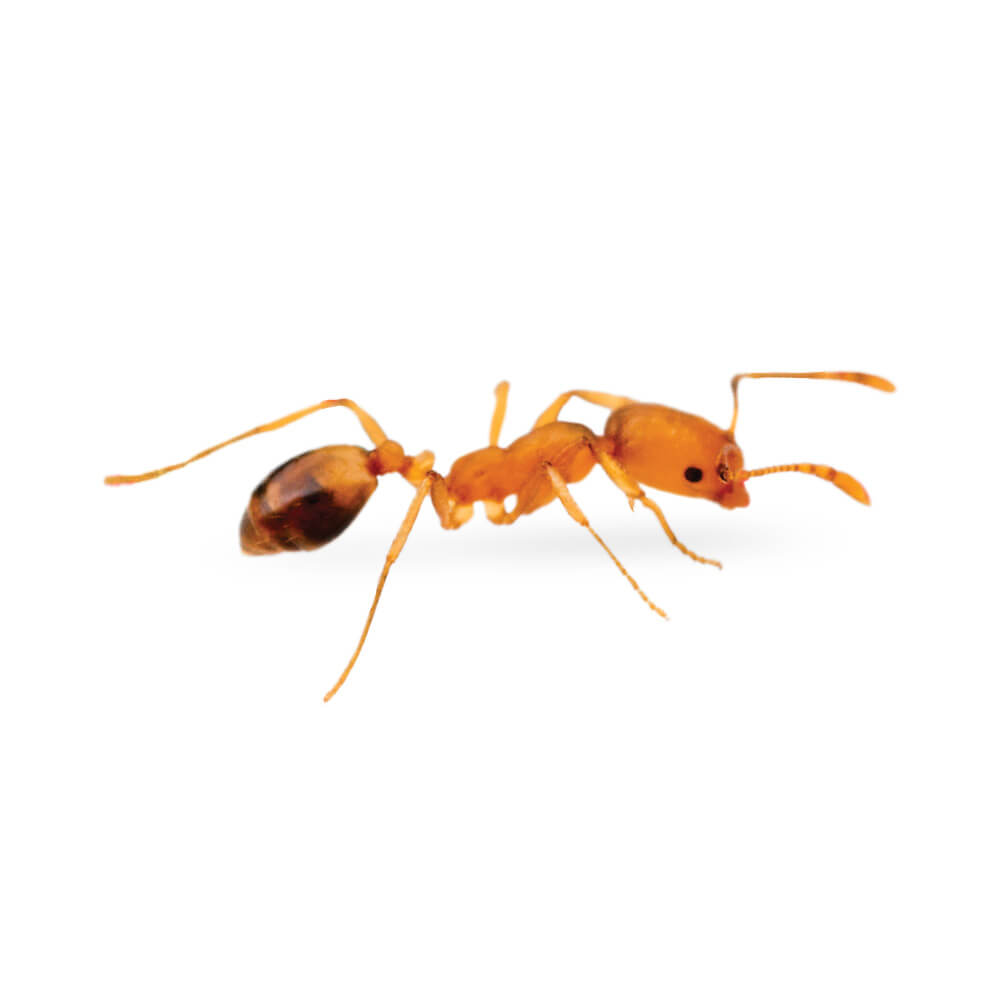Pharaoh Ant: 1/16 inch long, yellowish or light brown to red in color, tip of the abdomen is darkened