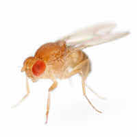 Fruit Fly (Drosophila melanogaster)