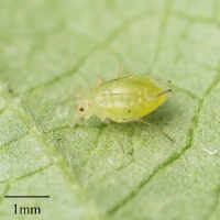 Green Peach Aphid (Myzus persicae)