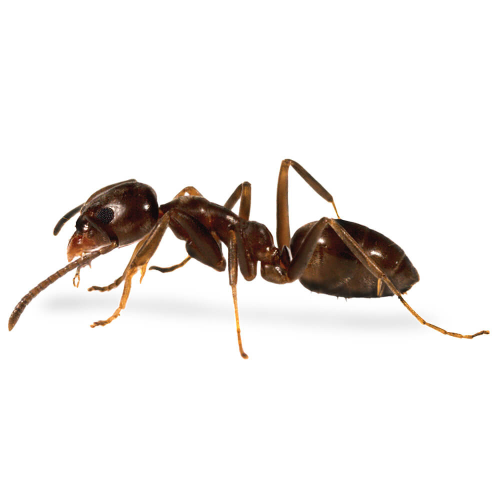 Argentine Ant: 1/8 inch long, light to dark brown in color with somewhat lighter legs
