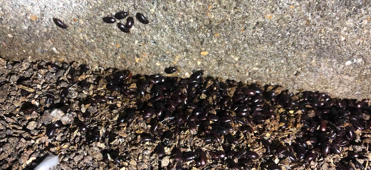 Darkling beetles in poultry facility