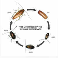 cockroach life cycle