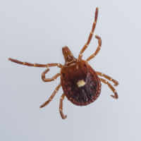 Lone Star Tick Female (Amblyomma americanum)