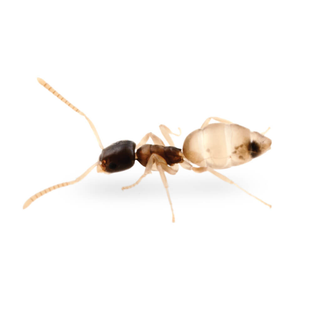 Ghost Ant: 1/8 inch long, head and thorax are dark in color while the legs and abdomen are lighter