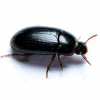 Lesser meal worm (Alphitobius diaperinus)