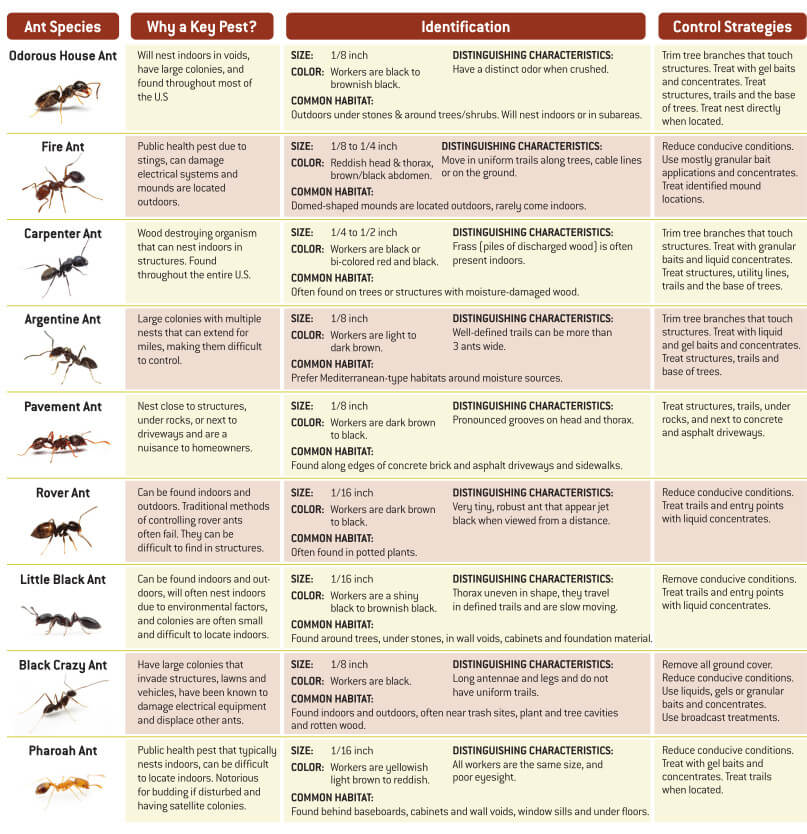 Key Ant Pests Chart - How to identify them and control them